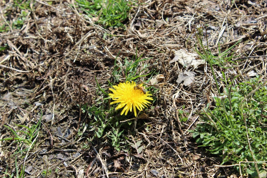 To Bee or Not To Bee